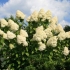 Hydrangea paniculata grandiflora: w projektowaniu krajobrazu, sadzeniu i pielęgnacji